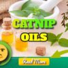 Catnip Essential Oil Health Benefits