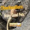 Do Chuckwallas Make Good Pets
