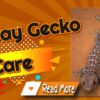 Tokay Gecko Care Are They Easy To Keep