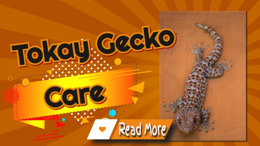 Tokay Gecko Care Are They Easy To Keep