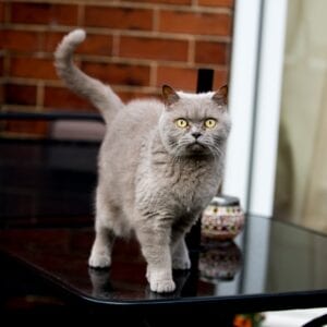 grey cat looking at camera standing on table