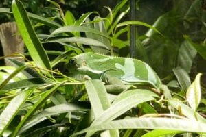 lizard in vivarium