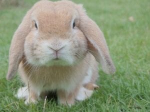 lop eared brown rabbit