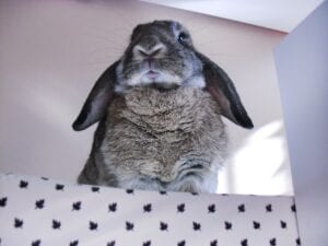 rabbit sitting in a box