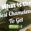 So What Is the Best Chameleon to Get For Home