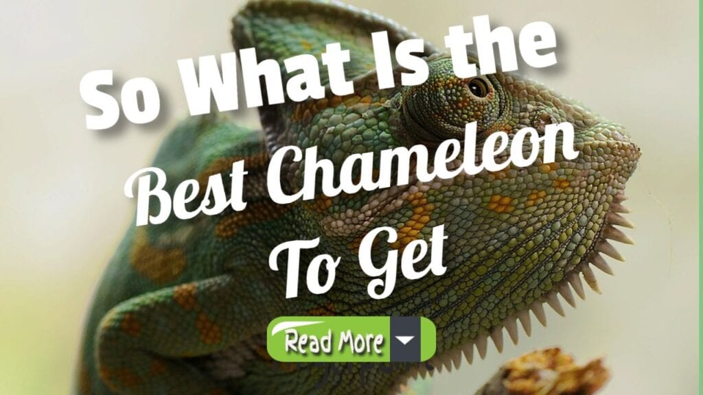 so what is the best chameleon to get