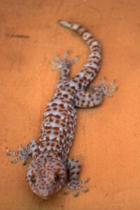 tokay lizard