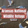 Aransas Wildlife Refuge – Winter Home of the Whooping Crane