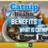 Traditional Health Benefits of Catnip