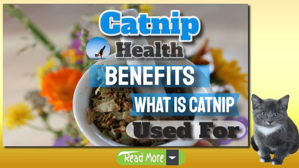 catnip health benefits banner