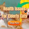 Health Issues For Elderly Cats
