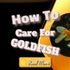 How To Care For Goldfish
