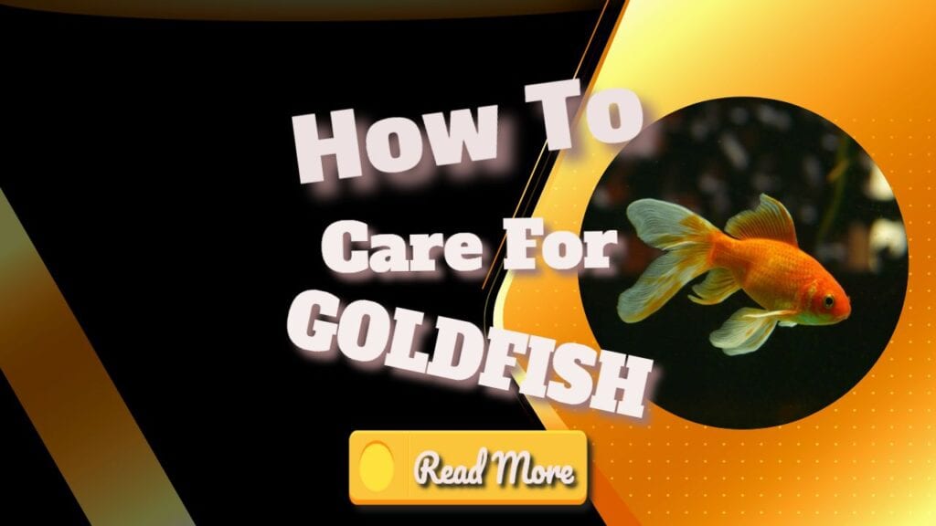 how to care for goldfish banner