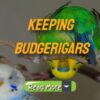 Keeping Budgerigars As Pets