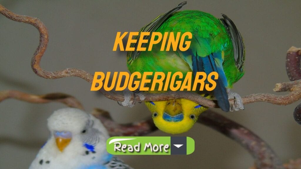 keeping budgerigars