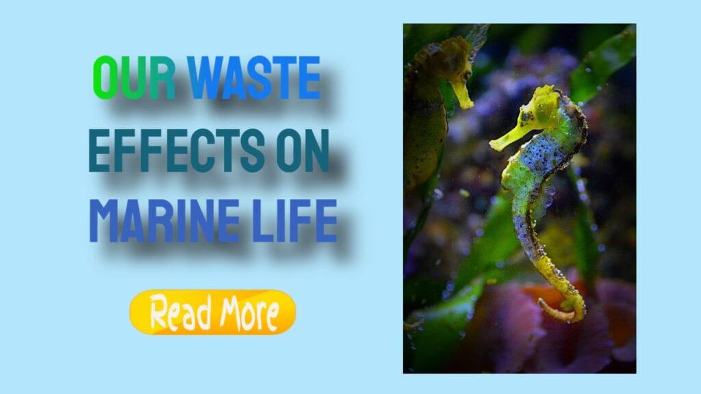 our waste effects on marine life