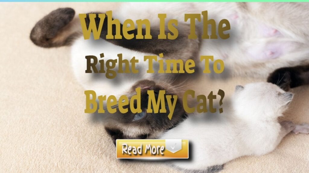 when is the right time to breed my cat