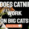 Does Catnip Work On Big Cats
