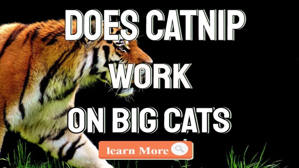 does catnip work on big cats