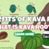 The Benefits of Kava Root – What Is Kava Root?