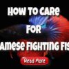 How to Care for Siamese Fighting Fish