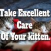 Take Excellent Care Of Your Kitten