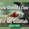 How should I care for and keep my goldfish?