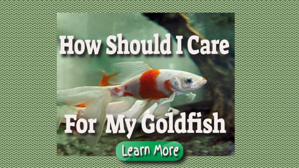 how should I care for my goldfish