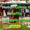 Human Catnip Benefits and Applications