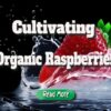 A Step-by-step Approach to Cultivating Organic Raspberries