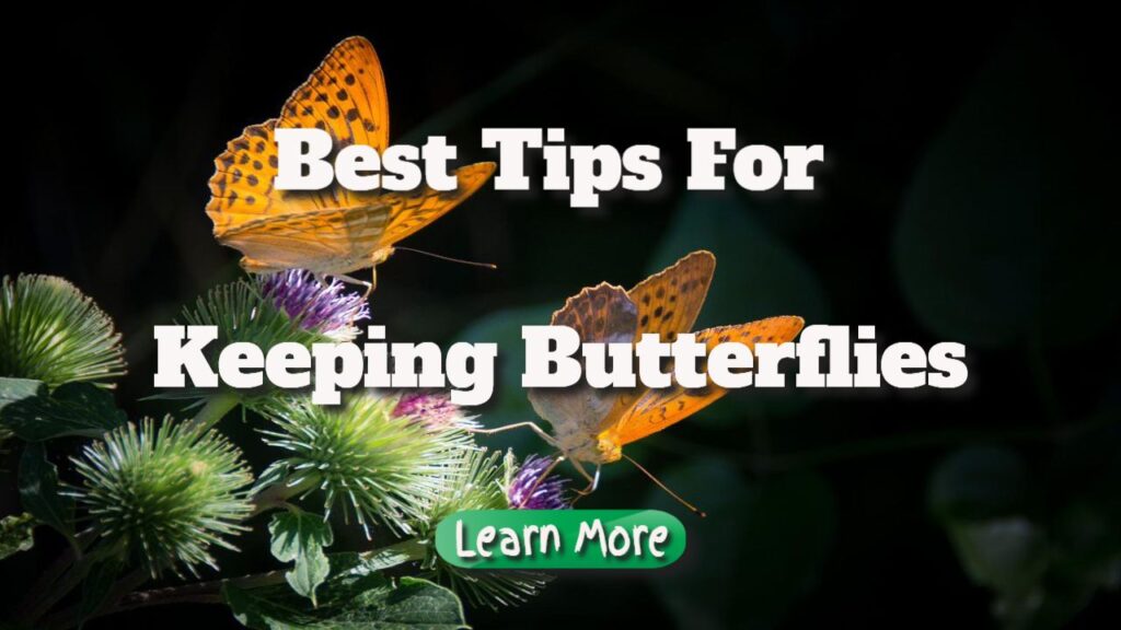 best tips for keeping butterflys