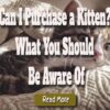 Can I Purchase a Kitten? What You Should Be Aware Of