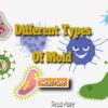 Different Types Of Mold And How To Get Rid Of Them