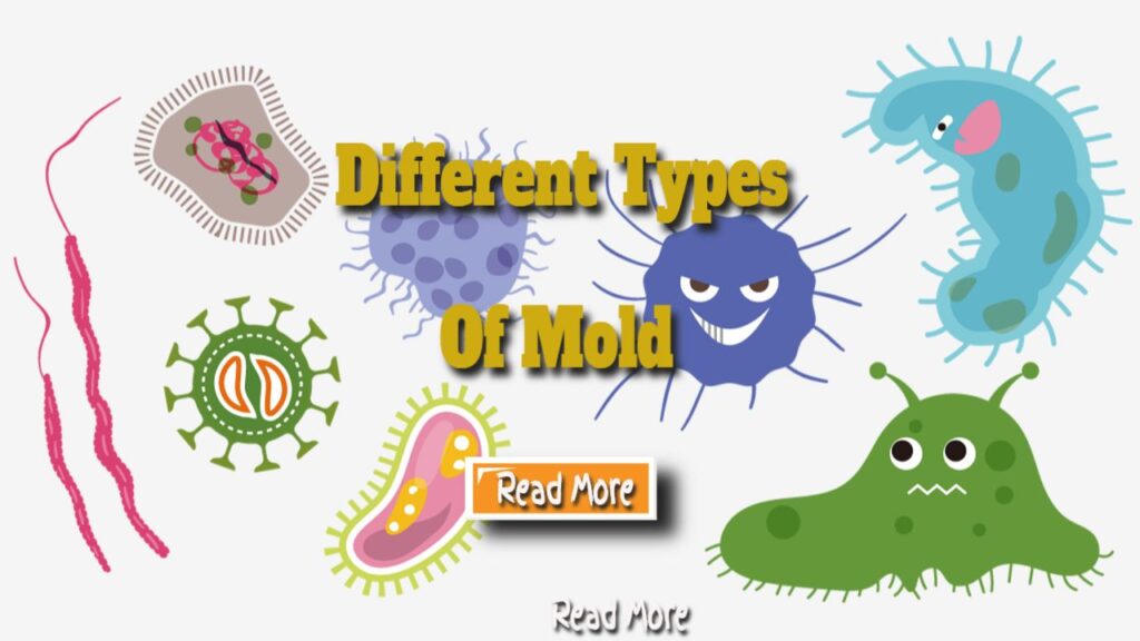 different types of mold
