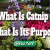 What Is Catnip – What Is Its Purpose