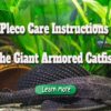 Pleco Care Instructions – the Giant Armored Catfish