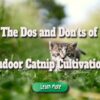The Dos and Don’ts of Indoor Catnip Cultivation