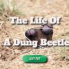 A Look into the Life of a Dung Beetle
