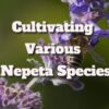 Catnip Plant Varieties: Cultivating Various Nepeta Species