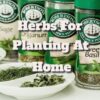 Herbs That Are Good for You to Plant at Home