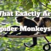 What Exactly Are Spider Monkeys?