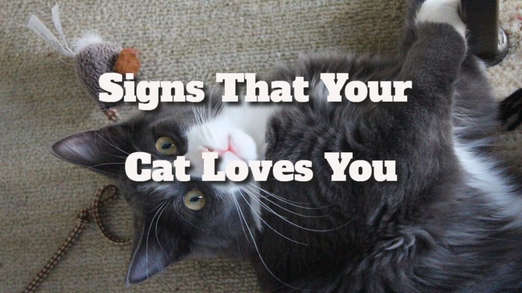 signs that your cat loves you