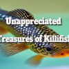 Unappreciated Treasures of Killifish