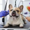 French Bulldog Grooming for a Lustrous Coat