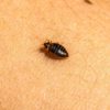 Identifying and Preventing Bed Bug Infestations