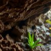 Belizean Caves: Uncovering Archaeology and Biodiversity